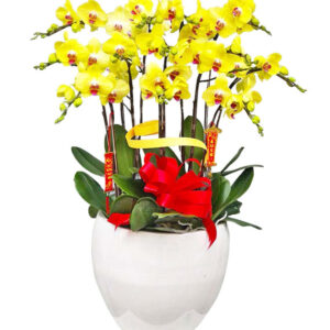 Lan Hồ Điệp Vàng 27