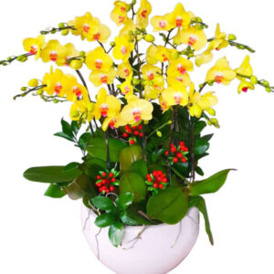 Lan Hồ Điệp Vàng 28