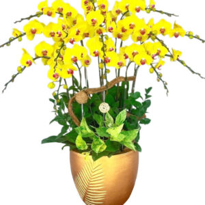 Lan Hồ Điệp Vàng 29