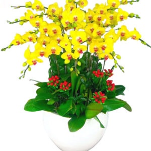 Lan Hồ Điệp Vàng 30